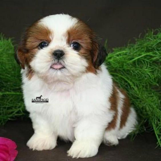 Image of Shih Tzu posted on 2022-08-22 04:07:05 from mumbai